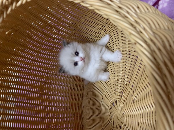 本地布偶猫海山双布偶带证书价低